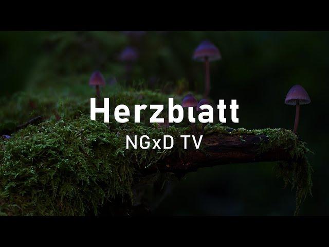 NGxD TV - Herzblatt (Prod. Magestick)