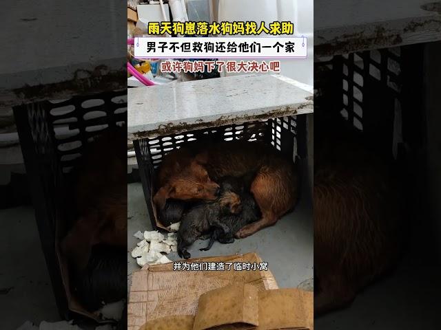 雨天狗崽落水，狗妈请求人类救助，男子不但救援还给了它们一个家 #animals #pets #小动物 #奇妙的動物 #cute