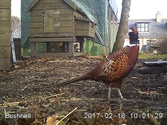 Pheasant photobomb :)