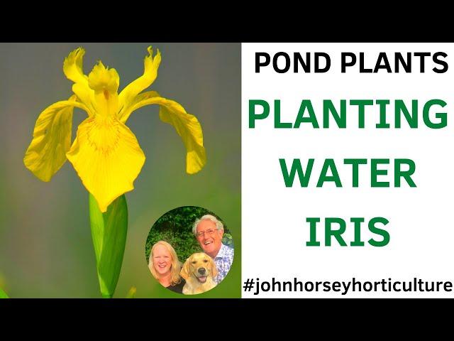 HOW TO PLANT MARGINAL POND PLANTS - PLANTING IRIS PSEUDACORUS