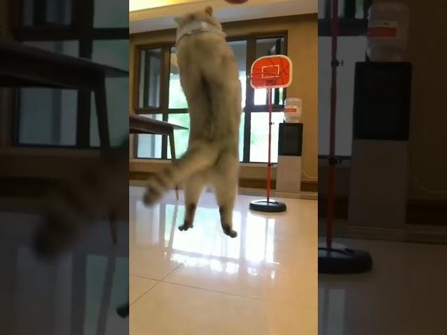 Gila...kucing jago banget main basketnya #videoshort #vídeoviral