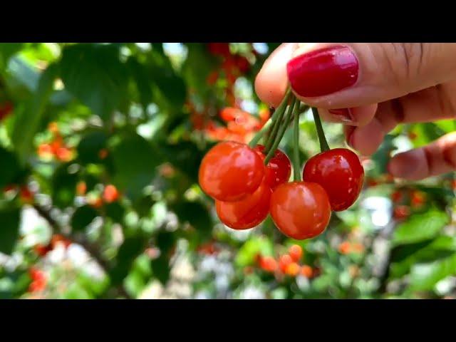 SAKURAMBO [CHERRY] | PICKING | RNRSalie