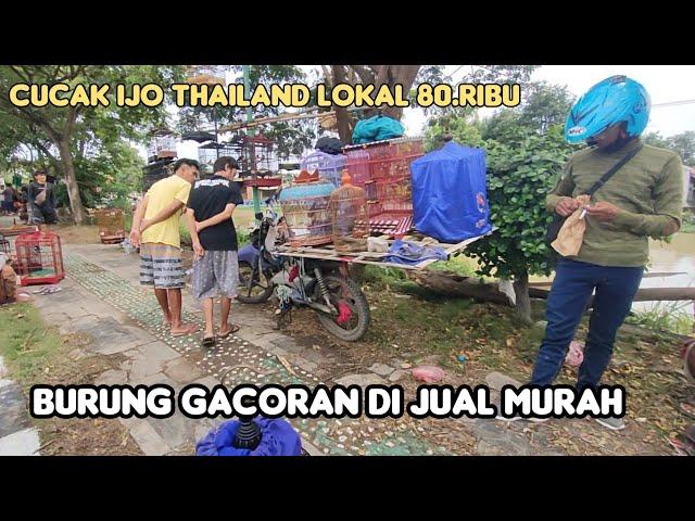 CUCAK IJO THAILAND LOKAL 80.RIBU BURUNG GACORAN DI JUAL MURAH