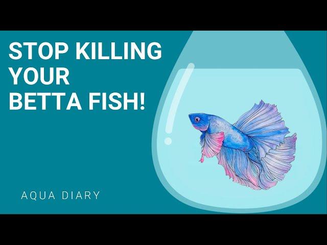 Keeping Your Betta Fish Happy And Healthy: Key Tips For Success