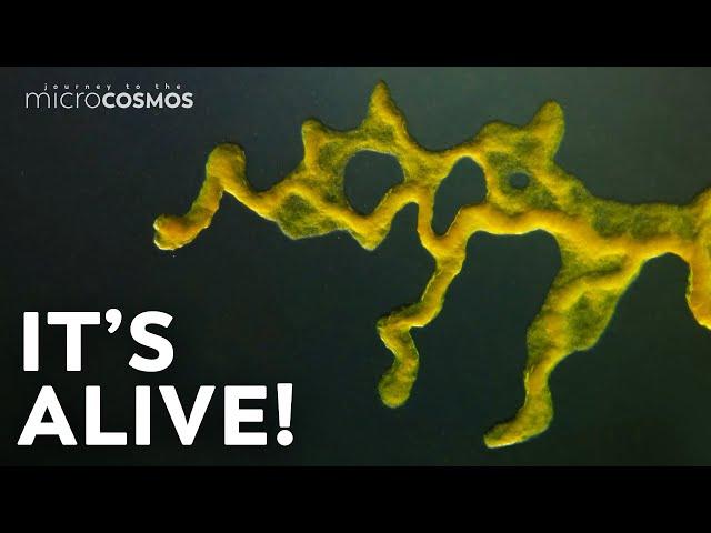 Slime Molds: When Micro Becomes Macro