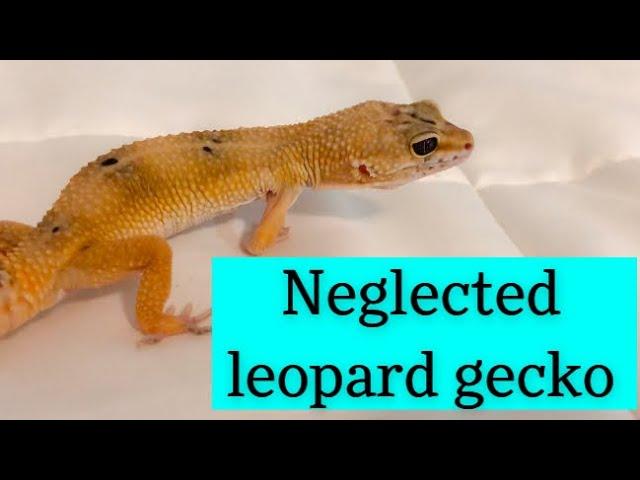 I Adopted a Neglected Leopard Gecko!