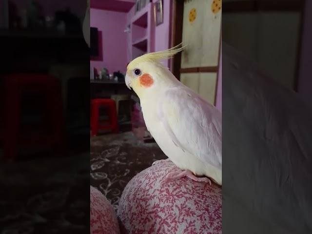 Happy cockatiel