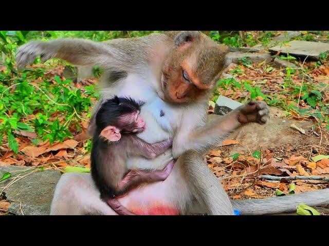 Today so sad! Mother unhappy and deny milk for poor baby monkey