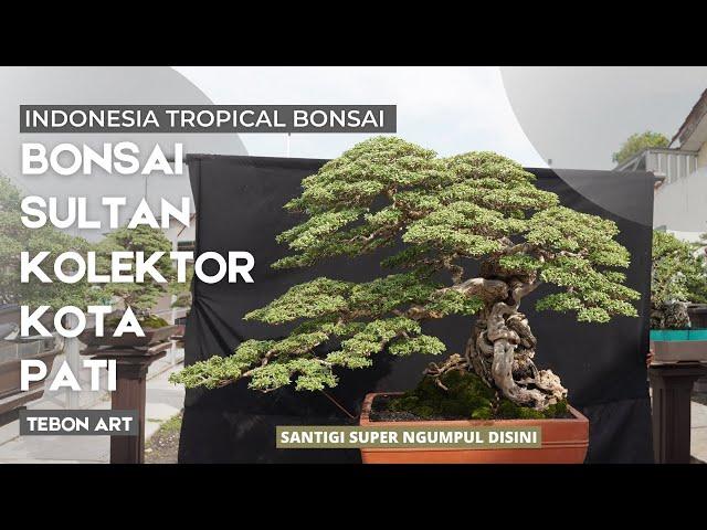 Gallery Bonsai Santigi Mewah Kelas Sultan milik Tebon Art di Kota Pati