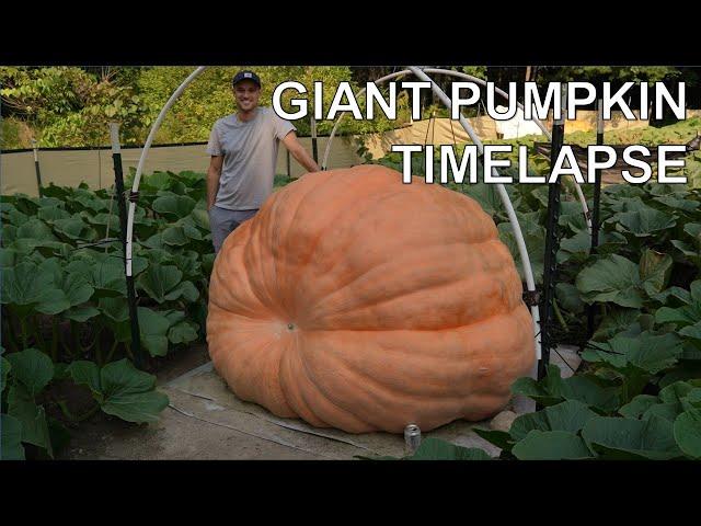 2480 lb Giant Pumpkin Timelapse | aka "Bear Swipe" | Winner of Topsfield Fair