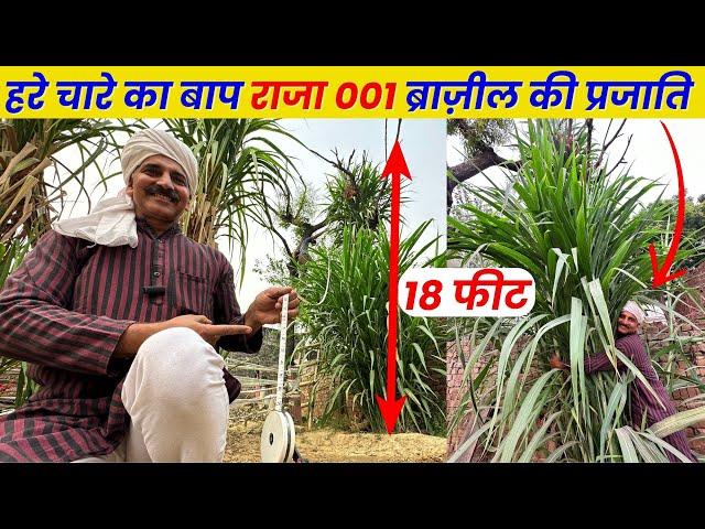 दूध के ड्रम भरने वाला हरा चारा RAJA 001 ब्राज़ील की प्रजाति | Green Fodder for dairy farm 9560515567