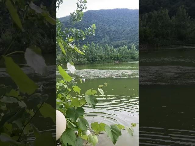 Subscribe and enjoy #nature#iran #life #beauty #water #jungle #relaxing #sound #enjoy #vibes #flower