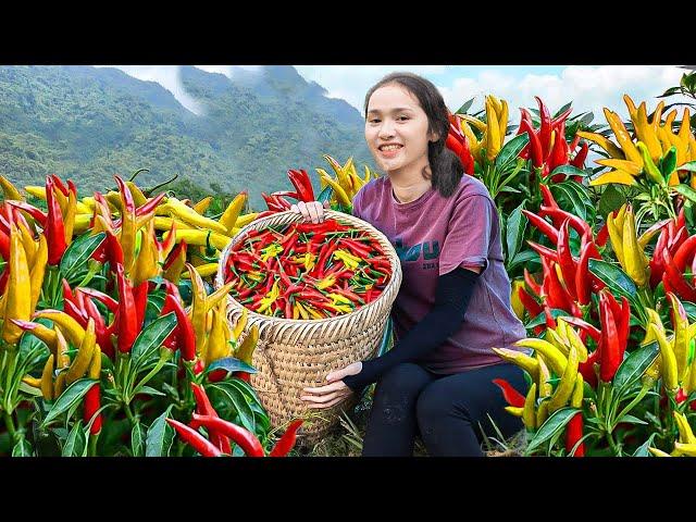 Harvesting Chili Fresh Red Goes To Market Sell - Making Delicious Chili Salt | Linh Dan Harvest