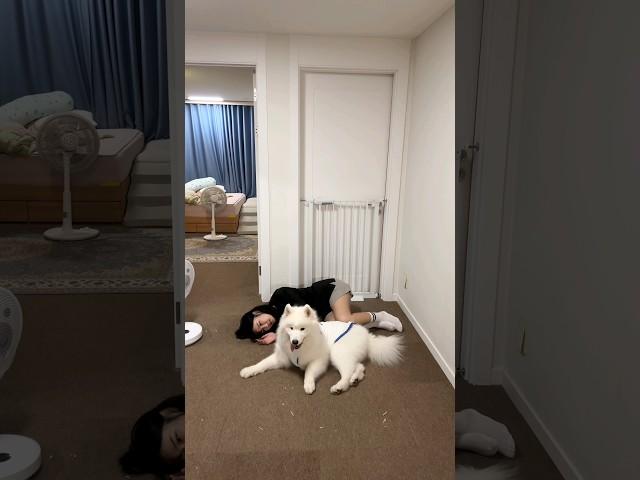 My Dog Keeps Running Away...