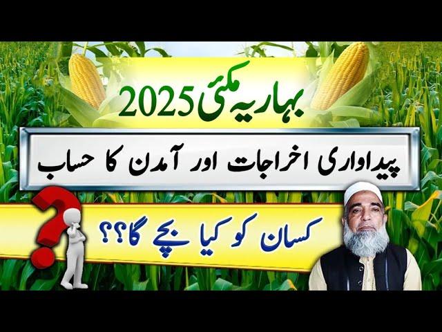 Cost and Profit analysis of Spring Maize 2025 || Crop Reformer