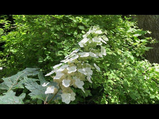 How to Grow Oak Leaf Hydrangea - Hydrangea quercifolia. Care and Varieties