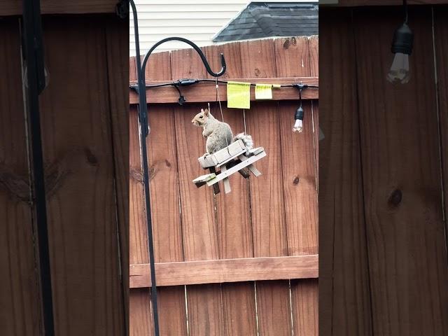 Squirrel is chilling in Aarsh’s backyard