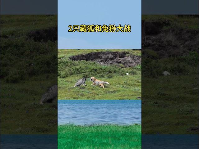 藏獒兔狲大战！#tibetan #animal 【跟着图尔去旅行】