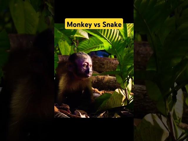 Monkey Vs Snake Cobra | monkey Survival | Amazon forest | Rainforest | part 1    #survival #nature