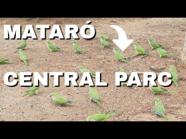  Exploring Mataró: Historic Landmarks, Art, Culture & Wildlife |  Parc Central & More! 