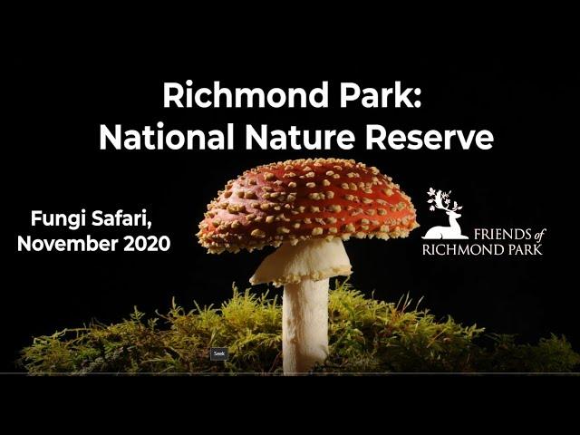 Richmond Park: Fungi Safari