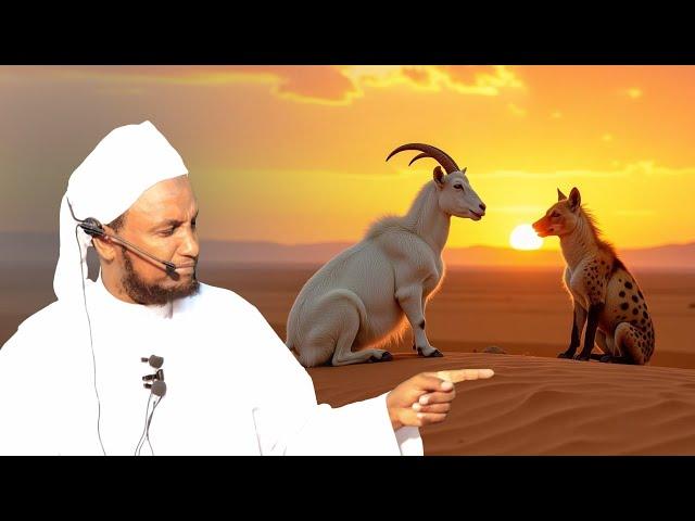 Dhurwaa iyo Ariga isdhex joogan, waraabahu xoolaha cuneynin | Sh xuseen cali jabuuti #dhurwaa_Qiso