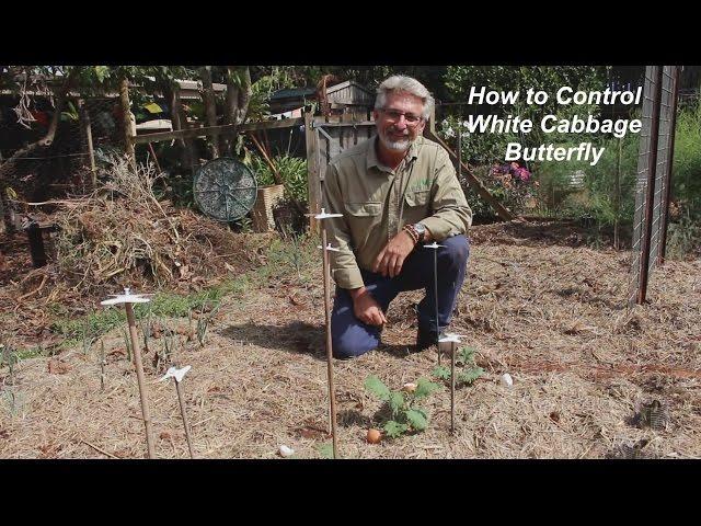 Controlling White Cabbage Butterfly