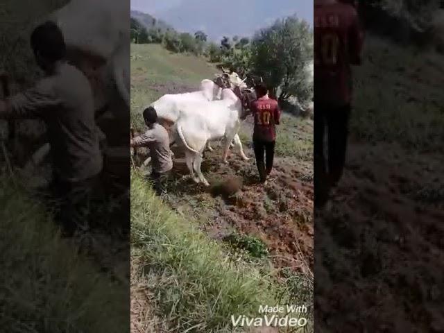 ox race rajouri manjakote