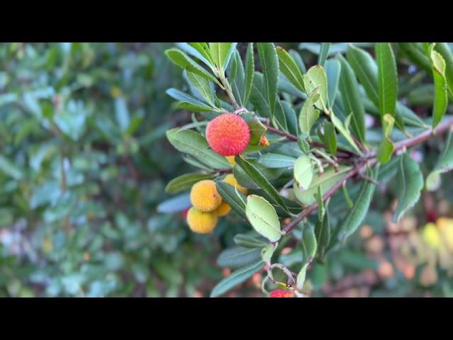 Local tourist when inspiration runs dry - Shinn park, Fremont, CA original sound asmr