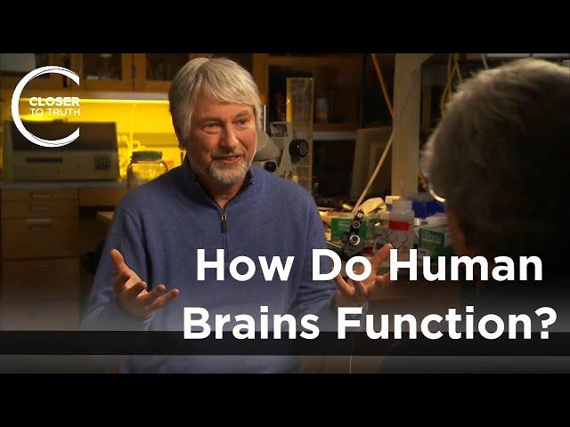 Christopher Evans - How Do Human Brains Function?