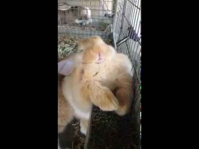 Fawn Baby Flemish Giant Falls Asleep In Feeder While Eating