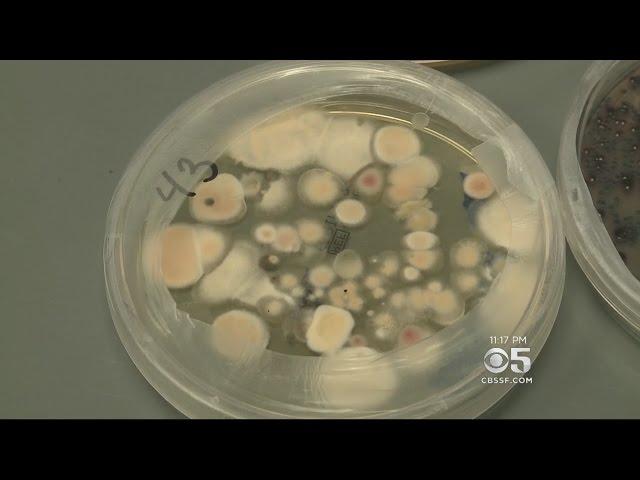 Bay Area Medicinal Marijuana Tests Positive For Toxic Fungicide