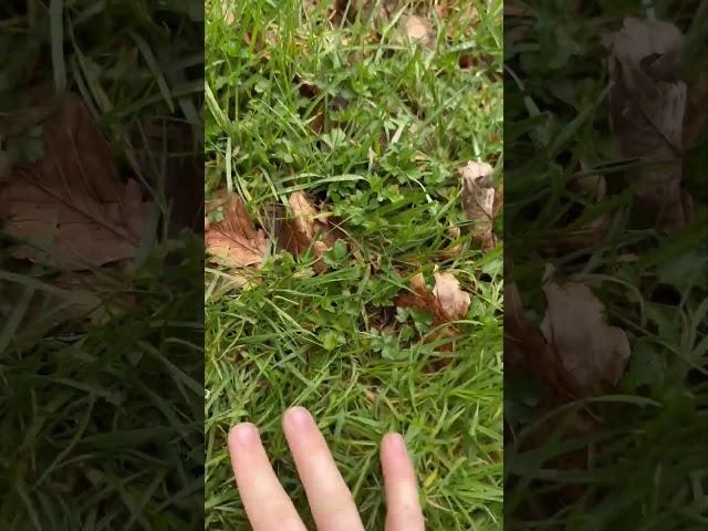 How to touch grass