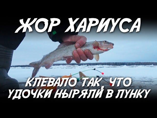 Жор хариуса / Клевало так что удочки ныряли в лунку!