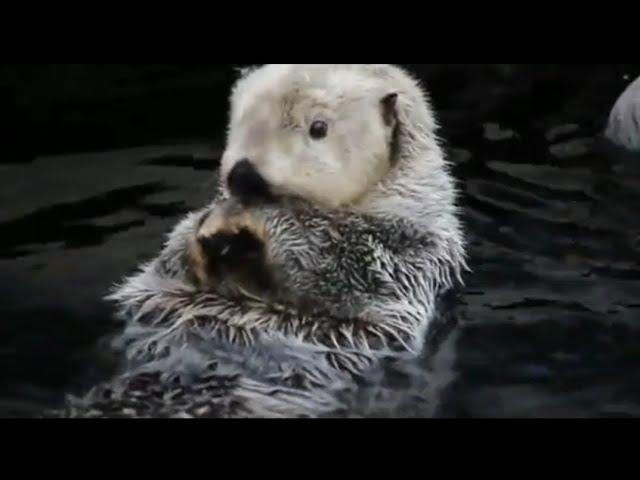 sea otters swimming in cold water #animals #india #pakistan #ukraine #morocco #iran #iraq #dubai