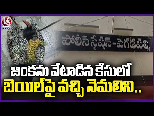 Man Arrested For Shooting Peacock | Jagtial | V6 News