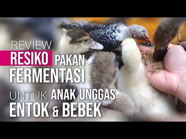 Review Resiko Pakan Fermentasi untuk Anak Unggas Entok, Bebek & Angsa | Tanya Jawab