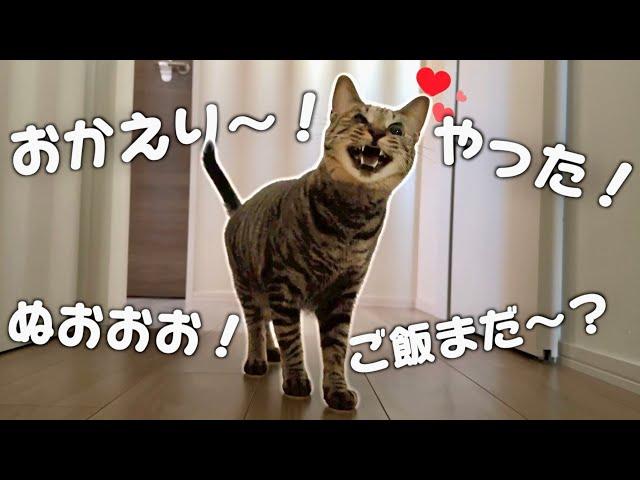 パパの帰りが遅くて心配な猫たちの"おしゃべり"が止まりません…笑