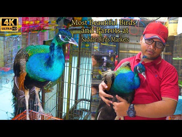 Most Beautiful Birds and Parrots at Saddar Birds Market Karachi | Unique and Rare Birds and Parrots