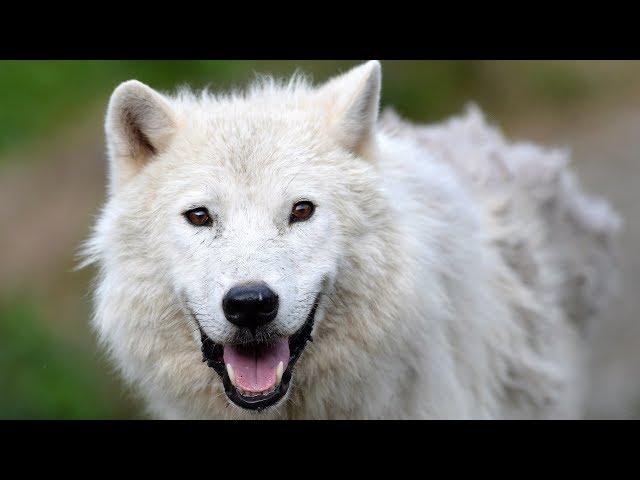 How to make the most out of a trip to Quebec's Parc Omega