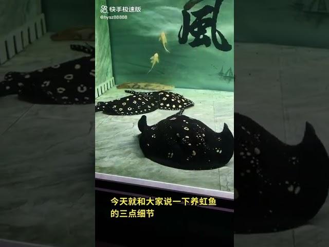 养魟鱼最重要的三点