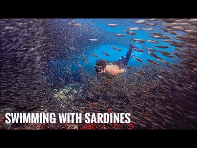 Rare Sardine Run Phenomenon in Bohol (Green and Sustainable Tourism in the Philippines)