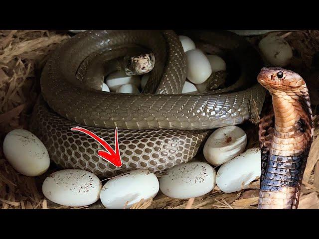 My Cobra FINALLY Laid Eggs!!