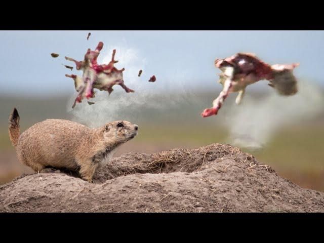 Prairie Dog Armageddon 5! Trigger Time is Key to Your Hunting Success