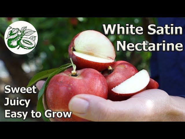 White Satin Nectarine:  Growing Tips - Prune, Pot or Espalier