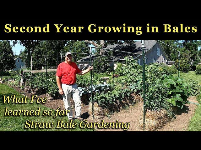 SECOND YEAR GROWING VEGETABLES IN STRAW BALES What I’ve Learned So Far
