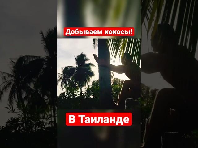 Добываем огромные кокосы прямо с пальмы в солнечном Таиланде! #путешествие #таиланд #фрукты #паттая