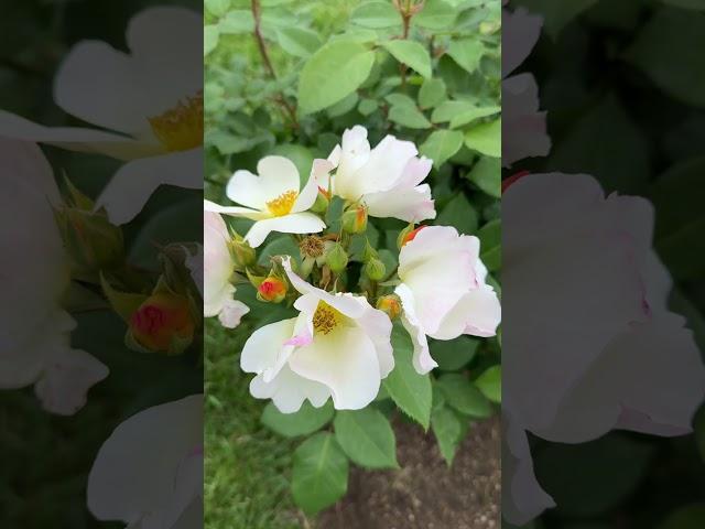 Угадай растение за 5 секунд #цветы #загадки #парк #розы