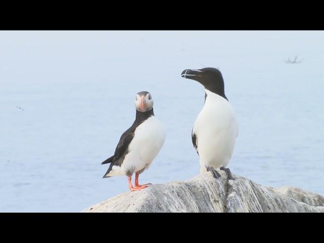 Puffin & Razorbill Auk