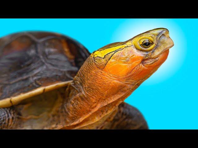 How to Hibernate Box Turtles & Tortoises Outdoors Using a Greenhouse/Cold Frame!